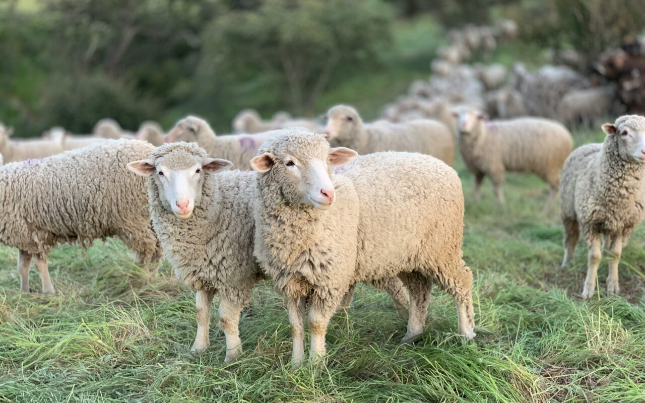 Mais ovelhas do que gente? Faça o QUIZ e descubra curiosidades do agro das seleções da Copa do Mundo
