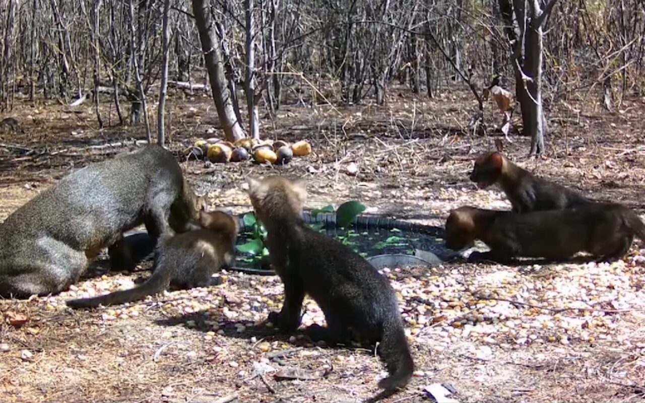 Não era onça: gato-mourisco cruza fazenda e surpreende moradora no interior do RJ
