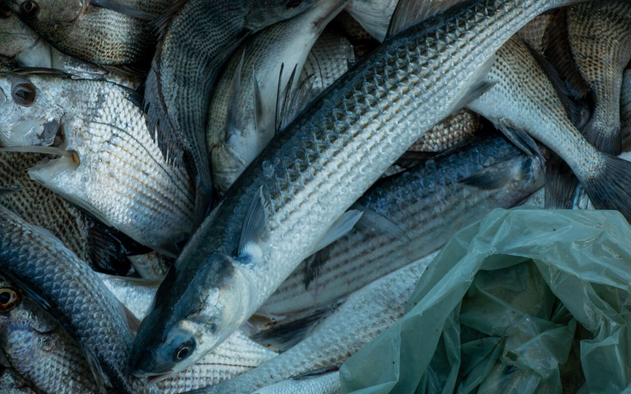 Peixes têm 'impressão digital' que revela de onde vieram, mostra estudo; entenda