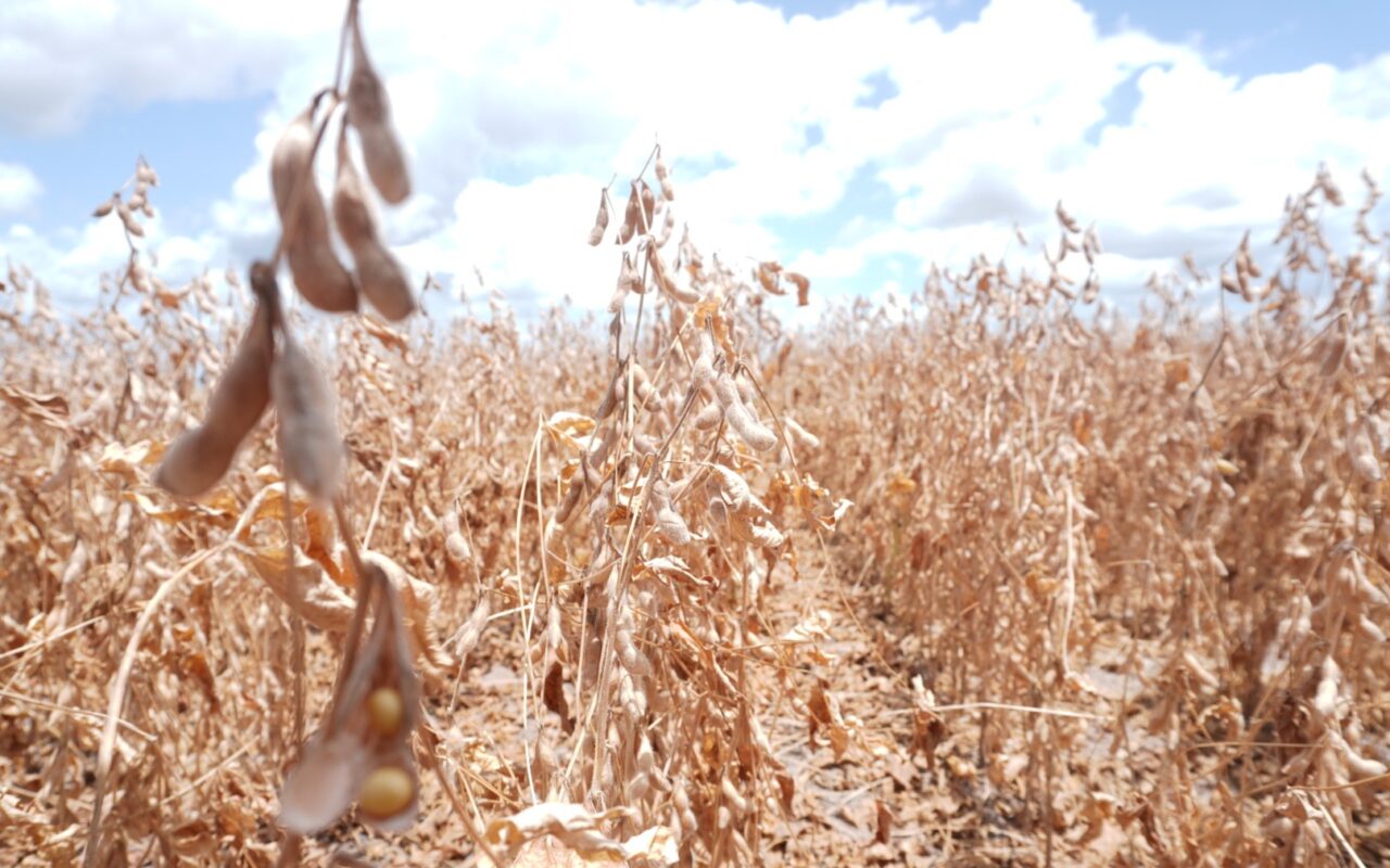 Como o super El Niño pode afetar a América Latina, principal região exportadora de alimentos do mundo