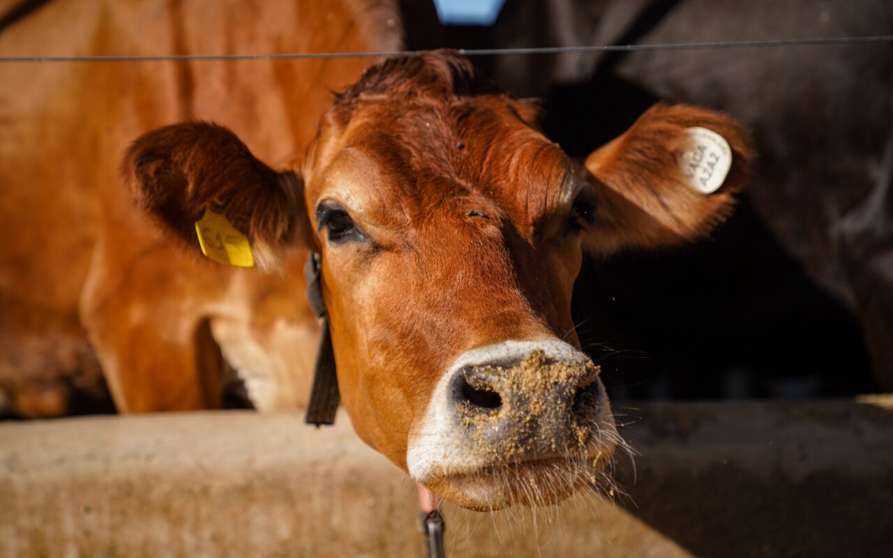 Vacas leiteiras tiram férias? Entenda por que elas passam dois meses sem produzir leite